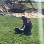 Laimonas ir ciucikas