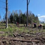 Čia kažkada ir vėl bus miškas