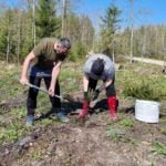 Eglutė keliauja namo